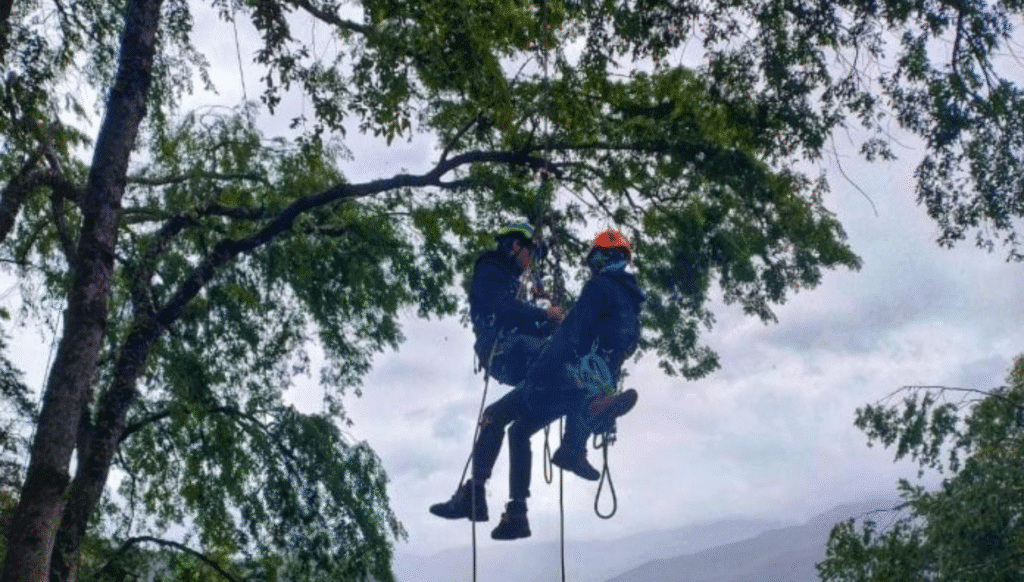 Campeonato Catarinense de Escalada em Árvores